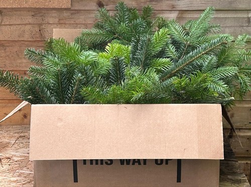 Fresh christmas tree foliage - tree,